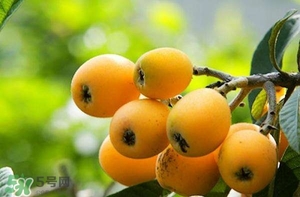 孕婦能吃枇杷嗎？孕婦吃枇杷對(duì)胎兒好嗎？