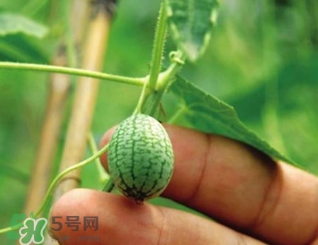 迷你西瓜是轉(zhuǎn)基因水果嗎？迷你西瓜是不是轉(zhuǎn)基因？