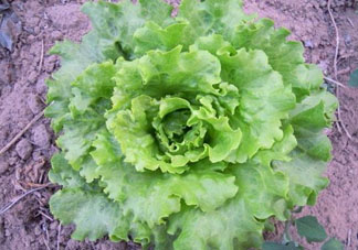 六月份可以種生菜嗎？夏天可以種生菜嗎？