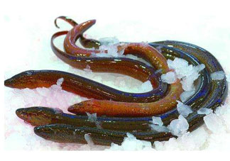 鱔魚死了多久不能吃？剛死的鱔魚能吃嗎？