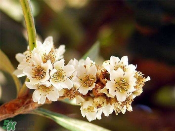 枇杷花怎么煲湯？枇杷花煲湯搭配什么最佳？