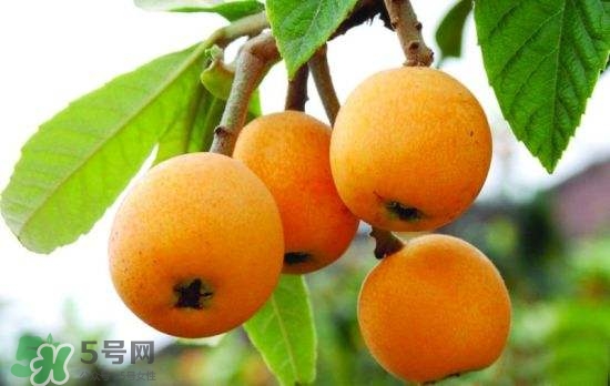 孕婦能吃枇杷嗎？孕婦吃枇杷對(duì)胎兒好嗎？