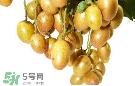 黃皮果怎么扦插？黃皮果種植技術(shù)