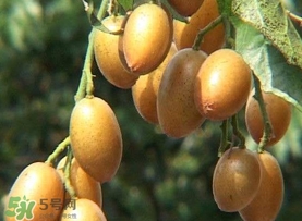 雞心黃皮幾年才掛果？雞心黃皮如何種植管理