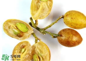 雞心黃皮核可以種植嗎？雞心黃皮核能栽培嗎