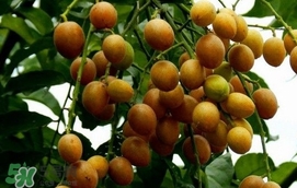 黃皮果怎么扦插？黃皮果種植技術(shù)
