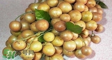怎么腌制黃皮果？黃皮果的腌制方法