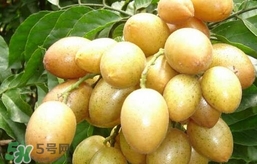 黃皮果怎么扦插？黃皮果種植技術(shù)