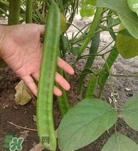 刀豆什么時(shí)候播種？刀豆幾月份播種