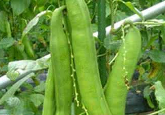 刀豆什么時(shí)候播種？刀豆幾月份播種
