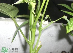 刀豆什么時(shí)候播種？刀豆幾月份播種