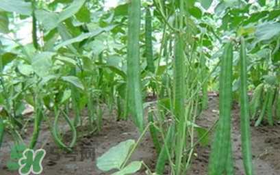 刀豆什么時(shí)候播種？刀豆幾月份播種