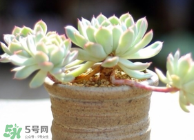 六月份可以買多肉嗎？六月可以種多肉嗎？
