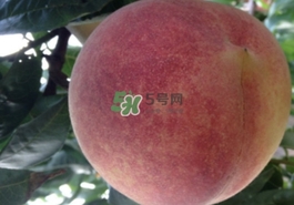 血桃多少錢一斤2017？血桃哪個(gè)品種最好吃
