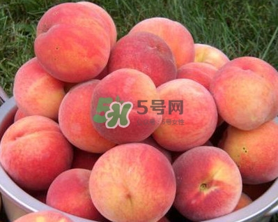 紅不軟桃?guī)自路莩墒?？紅不軟桃什么時候成熟