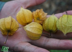 花姑娘水果怎么吃？花姑娘水果吃之前要洗嗎？