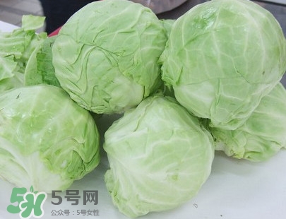 圓白菜是卷心菜嗎？圓白菜是不就是卷心菜