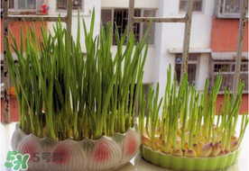 六月份可以種蒜嗎？大蒜一年可以種幾次？