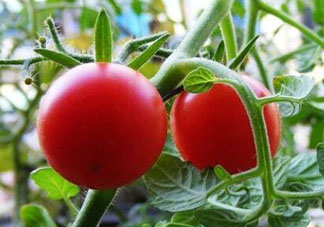 六月份可以種西紅柿嗎？西紅柿什么時(shí)候種？