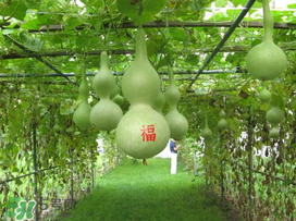六月份可以種葫蘆嗎？葫蘆幾月份種？