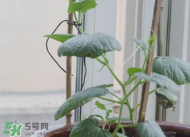 六月份可以種葫蘆嗎？葫蘆幾月份種？