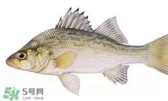 鱸魚怎么做好吃又簡單？清蒸鱸魚的做法