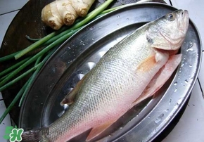 鱸魚是海鮮嗎？鱸魚是不是海鮮？