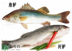 海鱸魚多少錢一斤2017？淡水鱸魚多少錢一斤？