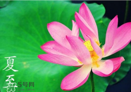 夏至是入伏嗎？夏至后多久入伏？