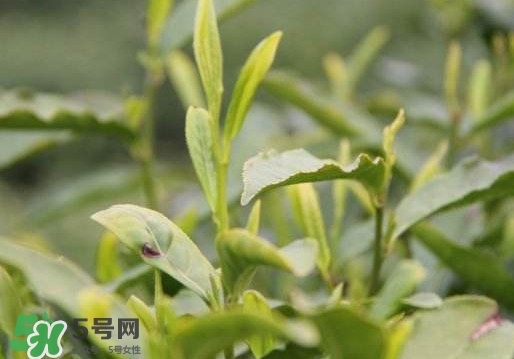 喝信陽(yáng)毛尖有什么好處？信陽(yáng)毛尖是紅茶還是綠茶？