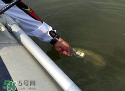 釣海鱸魚(yú)什么時(shí)候最好？釣海鱸魚(yú)用什么樣的魚(yú)餌？