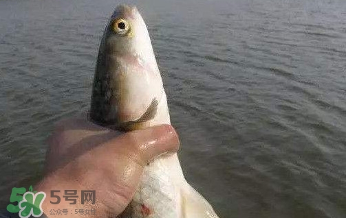 釣海鱸魚(yú)什么時(shí)候最好？釣海鱸魚(yú)用什么樣的魚(yú)餌？