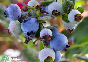 蘋果和藍(lán)莓能一起吃嗎？蘋果和藍(lán)莓干能一起吃嗎？