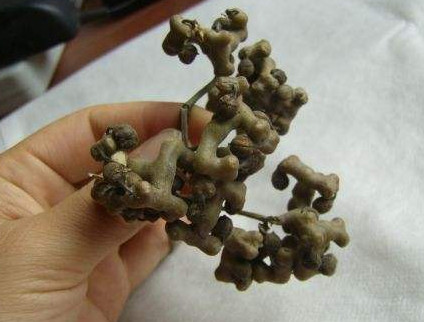 拐棗什么時(shí)候成熟？拐棗是什么樣的呀