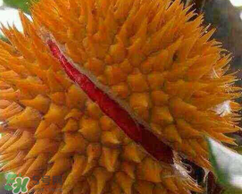 紅心榴蓮好吃嗎？紅心榴蓮和普通榴蓮哪個好吃?