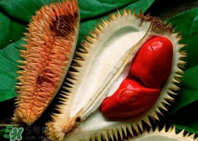 紅肉榴蓮是什么品種？紅色的榴蓮是什么品種？