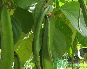 刀豆是豆制品嗎？刀豆是豆角嗎？