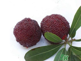 楊梅和櫻桃能一起吃嗎？楊梅可以和櫻桃一起吃嗎？