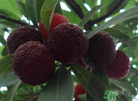 楊梅和芒果能一起吃嗎？吃完楊梅可以吃芒果嗎？