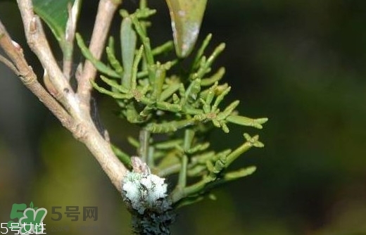 什么是螃蟹腳茶？螃蟹腳茶的功效禁忌