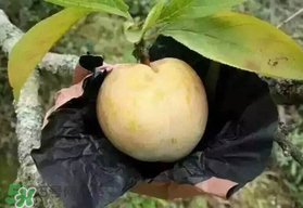 奈李什么時候成熟？奈李孕婦能吃嗎？