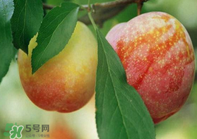 奈李什么時候成熟？奈李孕婦能吃嗎？