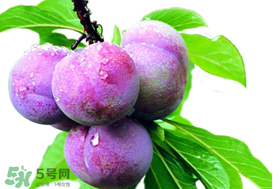 脆紅李什么時候成熟？脆紅李幾月成熟？