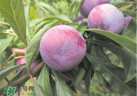 脆紅李什么時候成熟？脆紅李幾月成熟？