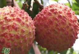 荔枝什么品種最好吃？什么品種的荔枝最貴