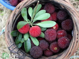 楊梅籽可以種嗎？楊梅籽怎么種小盆栽?？