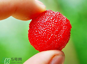 楊梅一天最多吃多少？楊梅一次能吃多少？
