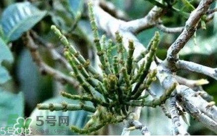 什么是螃蟹腳茶？螃蟹腳茶的功效禁忌