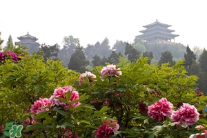 7月份去北京穿什么？七月份去北京穿衣搭配