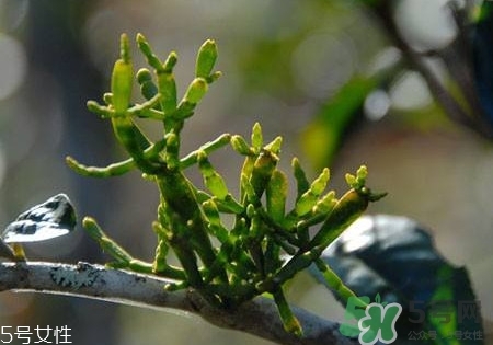 螃蟹腳茶多少錢一斤2017？螃蟹腳茶的價格